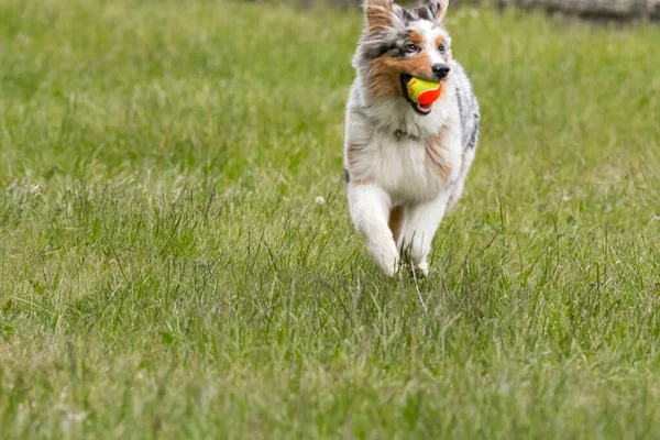 Mavi merle Avustralya çoban köpeği İtalya 'da Piedmont' taki Ceresole Reale gölünün çayırında koşuyor.