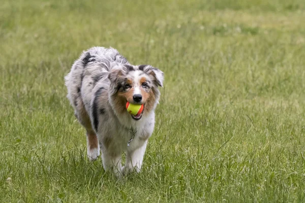 Merle Azzurro Cane Pastore Australiano Corre Sul Prato Del Lago — Foto Stock