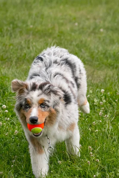 Blue Merle Australian Shepherd Puppy Dog Runs Meadow Ceresole Reale — Stock Photo, Image