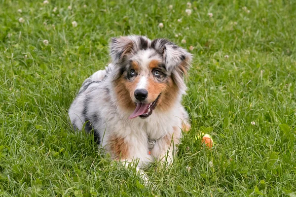 Perrito Pastor Australiano Merle Azul Corre Prado Del Lago Ceresole — Foto de Stock