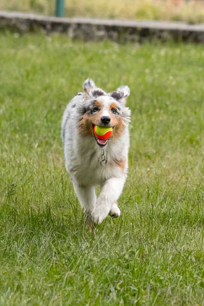 Mavi Merle Avustralya Çoban Köpeği Talya Piedmont Taki Ceresole Reale — Stok fotoğraf