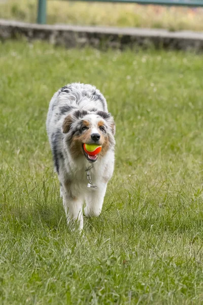 Bleu Merle Chien Berger Australien Court Sur Prairie Lac Ceresole — Photo