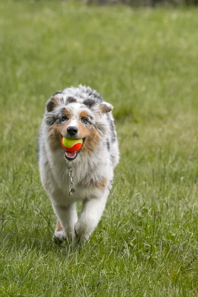 Perrito Pastor Australiano Merle Azul Corre Prado Del Lago Ceresole — Foto de Stock