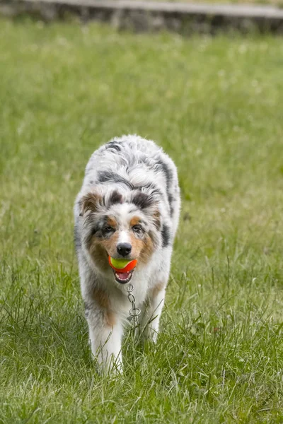 Blå Merle Australian Herde Valp Hund Körs Ängen Ceresole Reale — Stockfoto