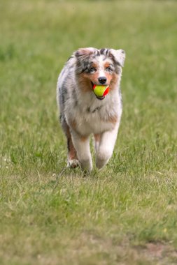 Mavi merle Avustralya çoban köpeği İtalya 'da Piedmont' taki Ceresole Reale gölünün çayırında koşuyor.