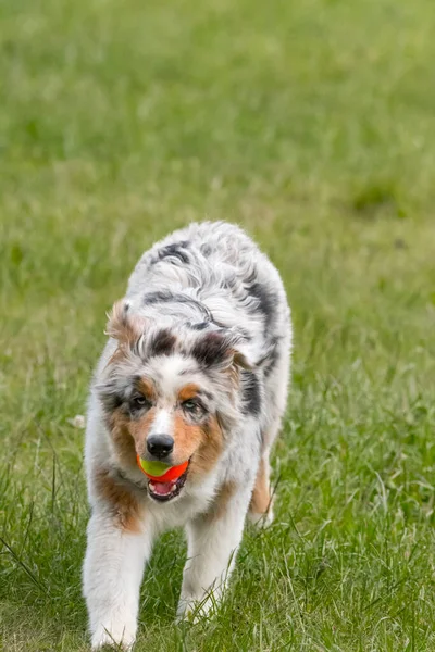 ブルーメルルオーストラリアの羊飼いの子犬の犬は イタリアのピエモンテ州のセレスレ湖の牧草地で実行されます — ストック写真