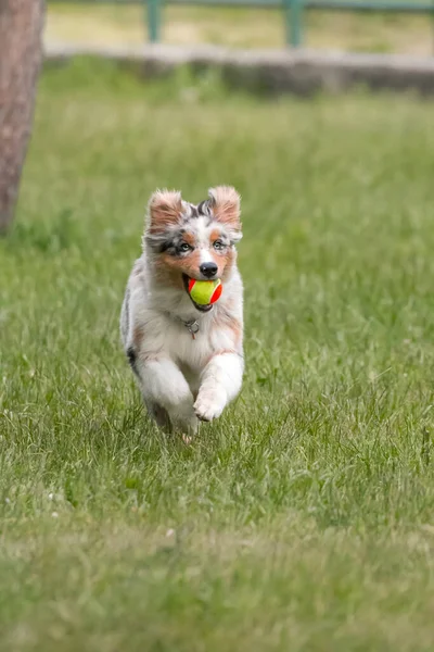 Biru Merle Anjing Gembala Australia Berjalan Padang Rumput Dari Ceresole — Stok Foto