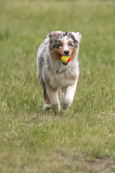 Bleu Merle Chien Berger Australien Court Sur Prairie Lac Ceresole — Photo