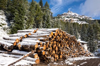 huge piles of logs for a lumber factory in Carezza in Trentino Alto Adige in Italy