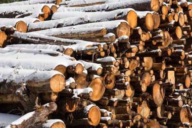 huge piles of logs for a lumber factory in Carezza in Trentino Alto Adige in Italy