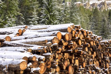 huge piles of logs for a lumber factory in Carezza in Trentino Alto Adige in Italy