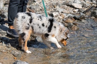 Mavi merle Avustralyalı çoban köpeği İtalya 'nın Piedmont kentindeki Ceresole Reale gölünün kıyısında koşar.
