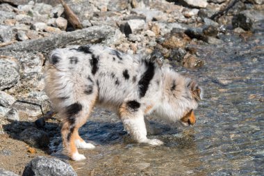 Mavi merle Avustralyalı çoban köpeği İtalya 'nın Piedmont kentindeki Ceresole Reale gölünün kıyısında koşar.