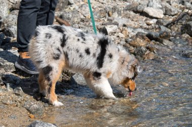 Mavi merle Avustralyalı çoban köpeği İtalya 'nın Piedmont kentindeki Ceresole Reale gölünün kıyısında koşar.