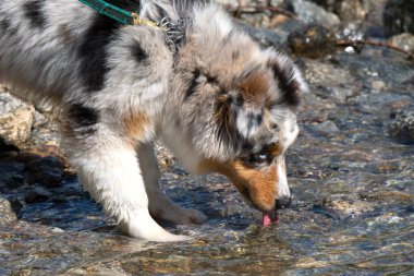 Mavi merle Avustralyalı çoban köpeği İtalya 'nın Piedmont kentindeki Ceresole Reale gölünün kıyısında koşar.