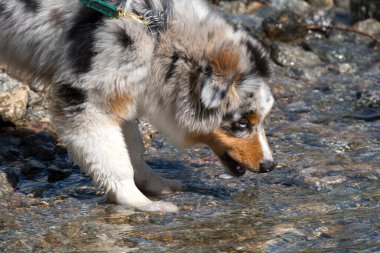 Mavi merle Avustralyalı çoban köpeği İtalya 'nın Piedmont kentindeki Ceresole Reale gölünün kıyısında koşar.