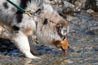 Mavi merle Avustralyalı çoban köpeği İtalya 'nın Piedmont kentindeki Ceresole Reale gölünün kıyısında koşar.