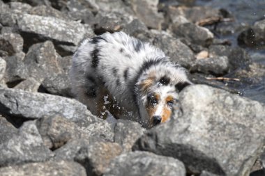 Mavi merle Avustralyalı çoban köpeği İtalya 'nın Piedmont kentindeki Ceresole Reale gölünün kıyısında koşar.