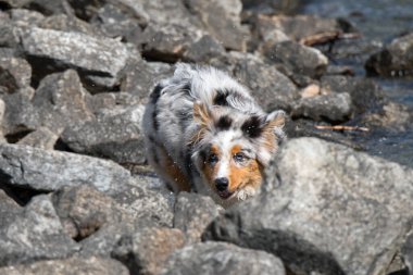 Mavi merle Avustralyalı çoban köpeği İtalya 'nın Piedmont kentindeki Ceresole Reale gölünün kıyısında koşar.