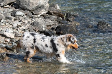 Mavi merle Avustralyalı çoban köpeği İtalya 'nın Piedmont kentindeki Ceresole Reale gölünün kıyısında koşar.