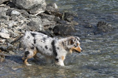 Mavi merle Avustralyalı çoban köpeği İtalya 'nın Piedmont kentindeki Ceresole Reale gölünün kıyısında koşar.