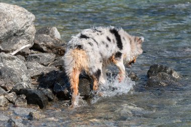 Mavi merle Avustralyalı çoban köpeği İtalya 'nın Piedmont kentindeki Ceresole Reale gölünün kıyısında koşar.