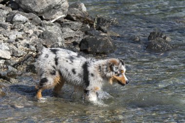 Mavi merle Avustralyalı çoban köpeği İtalya 'nın Piedmont kentindeki Ceresole Reale gölünün kıyısında koşar.