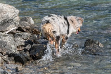 Mavi merle Avustralyalı çoban köpeği İtalya 'nın Piedmont kentindeki Ceresole Reale gölünün kıyısında koşar.