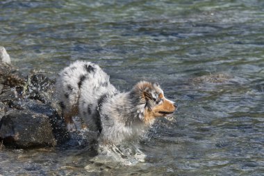 Mavi merle Avustralyalı çoban köpeği İtalya 'nın Piedmont kentindeki Ceresole Reale gölünün kıyısında koşar.