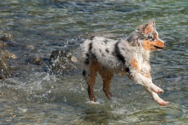 Mavi merle Avustralyalı çoban köpeği İtalya 'nın Piedmont kentindeki Ceresole Reale gölünün kıyısında koşar.
