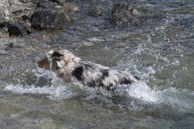 Mavi merle Avustralyalı çoban köpeği İtalya 'nın Piedmont kentindeki Ceresole Reale gölünün kıyısında koşar.