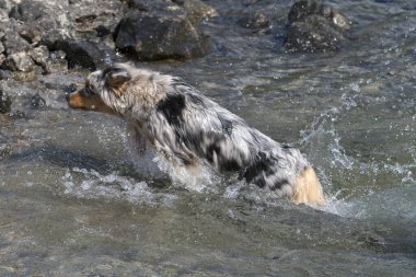 Mavi merle Avustralyalı çoban köpeği İtalya 'nın Piedmont kentindeki Ceresole Reale gölünün kıyısında koşar.