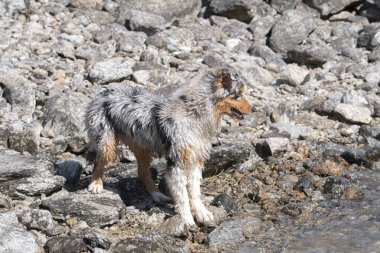 Mavi merle Avustralyalı çoban köpeği İtalya 'nın Piedmont kentindeki Ceresole Reale gölünün kıyısında koşar.