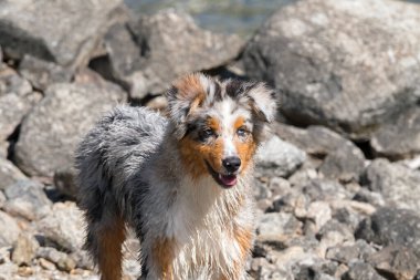 Mavi merle Avustralyalı çoban köpeği İtalya 'nın Piedmont kentindeki Ceresole Reale gölünün kıyısında koşar.