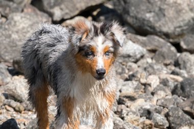 Mavi merle Avustralyalı çoban köpeği İtalya 'nın Piedmont kentindeki Ceresole Reale gölünün kıyısında koşar.