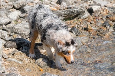 Mavi merle Avustralyalı çoban köpeği İtalya 'nın Piedmont kentindeki Ceresole Reale gölünün kıyısında koşar.
