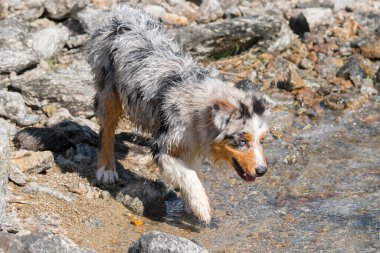 Mavi merle Avustralyalı çoban köpeği İtalya 'nın Piedmont kentindeki Ceresole Reale gölünün kıyısında koşar.