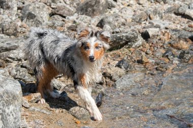 Mavi merle Avustralyalı çoban köpeği İtalya 'nın Piedmont kentindeki Ceresole Reale gölünün kıyısında koşar.