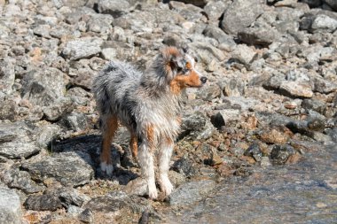Mavi merle Avustralyalı çoban köpeği İtalya 'nın Piedmont kentindeki Ceresole Reale gölünün kıyısında koşar.