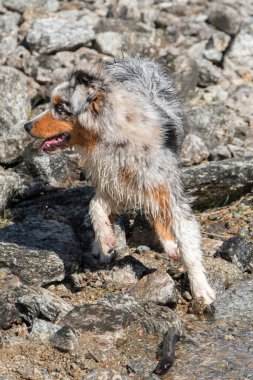Mavi merle Avustralyalı çoban köpeği İtalya 'nın Piedmont kentindeki Ceresole Reale gölünün kıyısında koşar.