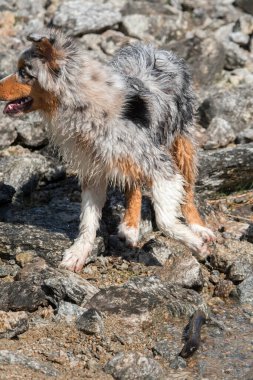 Mavi merle Avustralyalı çoban köpeği İtalya 'nın Piedmont kentindeki Ceresole Reale gölünün kıyısında koşar.