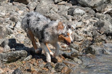 Mavi merle Avustralyalı çoban köpeği İtalya 'nın Piedmont kentindeki Ceresole Reale gölünün kıyısında koşar.