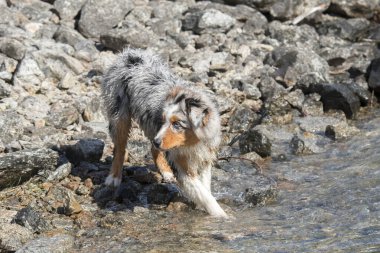 Mavi merle Avustralyalı çoban köpeği İtalya 'nın Piedmont kentindeki Ceresole Reale gölünün kıyısında koşar.