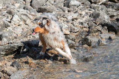 Mavi merle Avustralyalı çoban köpeği İtalya 'nın Piedmont kentindeki Ceresole Reale gölünün kıyısında koşar.