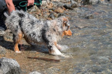 Mavi merle Avustralyalı çoban köpeği İtalya 'nın Piedmont kentindeki Ceresole Reale gölünün kıyısında koşar.