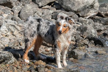Mavi merle Avustralyalı çoban köpeği İtalya 'nın Piedmont kentindeki Ceresole Reale gölünün kıyısında koşar.