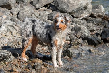 Mavi merle Avustralyalı çoban köpeği İtalya 'nın Piedmont kentindeki Ceresole Reale gölünün kıyısında koşar.