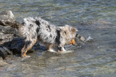 Mavi merle Avustralyalı çoban köpeği İtalya 'nın Piedmont kentindeki Ceresole Reale gölünün kıyısında koşar.