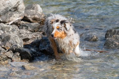 Mavi merle Avustralyalı çoban köpeği İtalya 'nın Piedmont kentindeki Ceresole Reale gölünün kıyısında koşar.