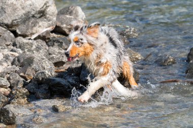 Mavi merle Avustralyalı çoban köpeği İtalya 'nın Piedmont kentindeki Ceresole Reale gölünün kıyısında koşar.